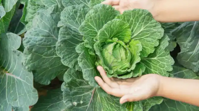9 Benefits of Green Vegetables for Your Health