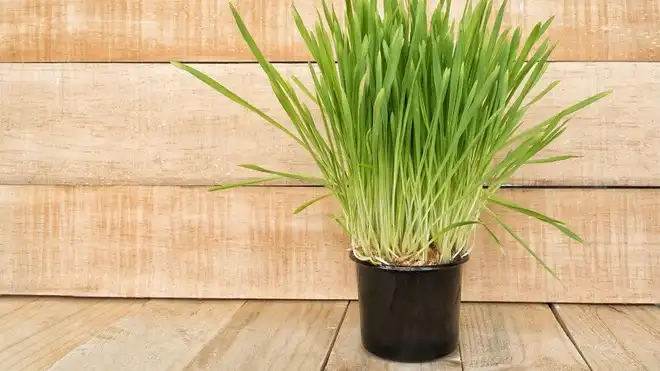 10 Benefits of Vetiver and How to Plant at Home, Take Notes!