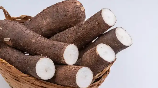 10 Manfaat Tanaman Palawija & Jenisnya di Indonesia