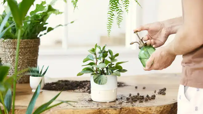 5 Cara Membuat Pot Bunga dari Botol AQUA Bekas, Mudah!