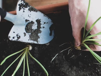 Here’s How to Grow Scallions at Home, Easy & Affordable!