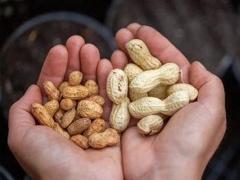 5 Ways to Grow Peanuts in Used Aqua Bottles, Try Now!