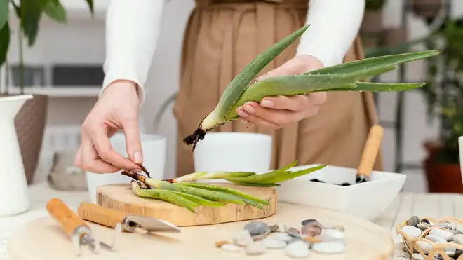 Easy and Simple, Here’s How to Grow Aloe Vera To Be Fertile!